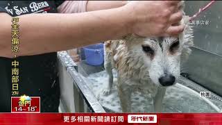 遭猛犬攻擊！ 寵物美容師「臉部毀容」飼主獲判不起訴