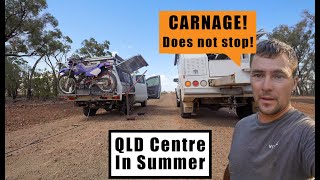 Hot Summer QLD | CARNAGE!