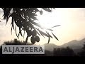 Spain: Drought crisis takes toll on world's largest olive oil producer