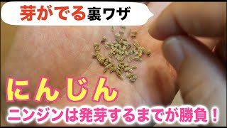 #2.ニンジンの育て方【家庭菜園】ニンジンを発芽させる【プランターでも挑戦】