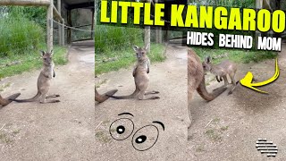 Scared Little Kangaroo Hides Behind Mom When It Hears Bike Revving