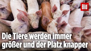 Schweinebauer bekommt nach der Tönnies-Schließung seine Tiere nicht mehr verkauft