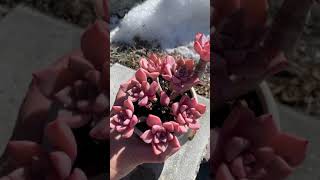 红粉佳人、Echeveria Pretty in Pink 、Pretty in Pink #shorts