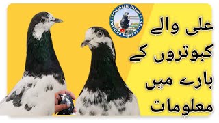 Ali waly pigeons history (علی والے کبوتروں کی معلومات )