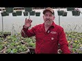 bauman hanging basket combos update how they re growing in the greenhouses we need your help