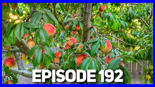 Babcock White Peaches Are Ready!!! 🍑 (Ep. 192)