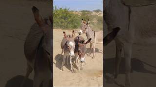 Donkeys group |#youtubeshorts #animals #pets #villagelife