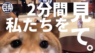 【豆柴】由布院店「2分間豆柴を眺めるだけの動画。｣