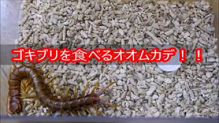 【ムカデ】ゴキブリを捕食するぺルビアンジャイアントセンチピード【centipede】