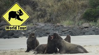 Top Destinations Travel \u0026 Holidays | New Zealand / Sea Lion Fight | Maryse and Dany