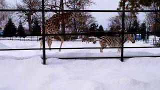 おびひろ動物園 アミメキリン チャップマンシマウマ 2018.02.24 DSC 0045