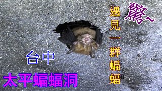 2022 -12 台中 太平蝙蝠洞(頭汴坑蝙蝠洞)看蝙蝠