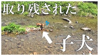 川の真ん中に取り残されてしまった子犬【コーギー】