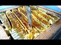 Cutting the honeycomb to extract honey. Apis cerana japonica