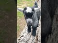 baby pygmy goats are the best running pilgor goatsimulator goat