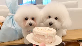 犬見知り兄妹、仲良く２才の誕生日を祝うはずが、、、｜ビションフリーゼ