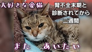 腎不全末期と診断されてからお別れまでの二週間の記録／愛猫が虹の橋を渡りました