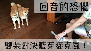 哪裡來的回音？雙柴高歌大戰藍芽麥克風！【柴犬 我是Happy，她是蜜獎】