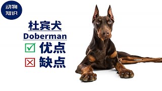 杜宾犬：优点\u0026缺点！