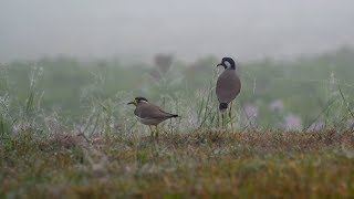 Gajoldoba | Teesta | Fog | Birds | Boats | Dooars | Jalpaiguri | Beautiful Bengal