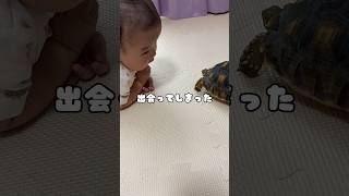 ぼくとカメさんの出会い #赤ちゃん #baby #亀 #かめ #shorts