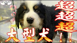 【京都店】大人気大型犬！！バーニーズ！！【ひごペットフレンドリー】