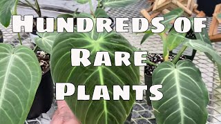 100s of Rare House Plants Nursery Tour Philodendron Anthurium Hoyas Monstera Plant Shopping Florida