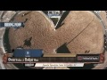 buckle series 1 opener open round 1 ride 6