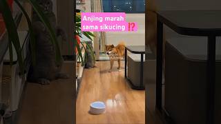 THE DOG FEELS ANXIOUS WITH THE CAT ⁉️ anjing merasa kesal sama si kucing ⁉️ #trending