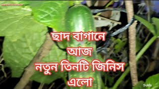 পোকার জ্বালায় অতিষ্ঠ হয়ে এই কাজ করতে বাধ্য হলাম