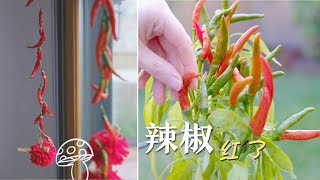 【采摘篇】朝天椒3个月后 终于红了｜Harvest Pepper