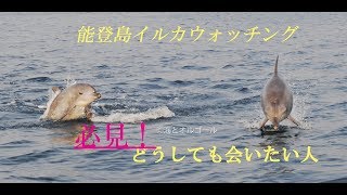 能登島イルカウォッチング確率