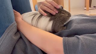 愛モルモットの甘え声　Guinea pig's sweet voice