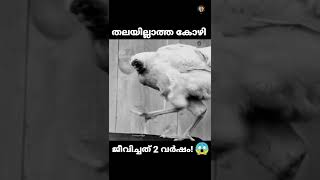 തലയില്ലാതെ 2 വർഷം ജീവിച്ച കോഴി! | Headless chicken | Malayalam | Mr Factoli #shorts #viral