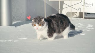 A Cat's funny reaction when it steps on snow for the first time.