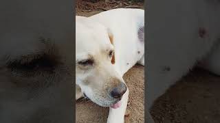 എന്നെ പറ്റി പറയുന്നവരോട് labradorlovers#labradorretriever #dogshorts#shortfeed#youtubeshorts