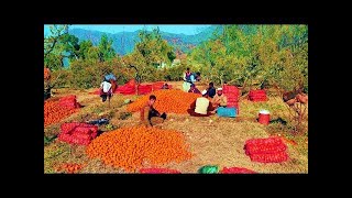 A visit to The Orange Farm of Kerai Shangla, KPK, Pakistan