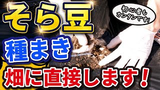 【そら豆】種まきを畑に直接するとラクです！2022.11.7　【家庭菜園】【ガーデニング】