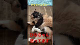 ひなちゃんだよー#猫動画 #猫 #かわいい猫 #ねこ #ひなちゃん #2022 ＃ひなちゃんだよー