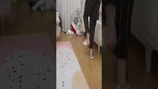 Funny cat | cute cats and dogs reaction animals doing funny things #funnycats #shorts #cats #529