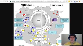 MCAT Question of the Day: Antibodies, Antigens, MHC I, and MHC II