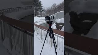 在札幌市圓山動物園等北極熊 Waiting the Polar bear…in Sapporo park