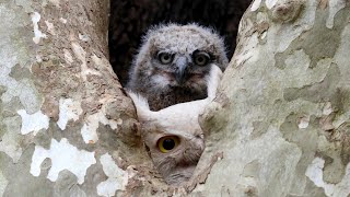 Leucistic Great Horned Owl nesting