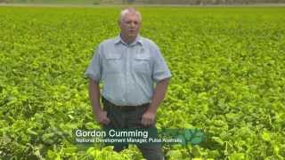 GCTV16: Extension Files - Desi Chickpeas