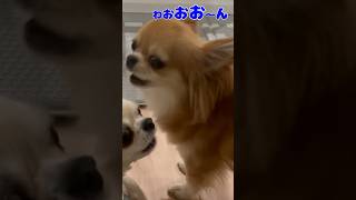 遠吠えしてみたらバレた　#shorts #チワワ #犬