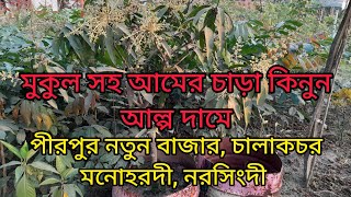 কম দামে মুকুল সহ আমের চাড়া কিনুন আনহা নার্সারি থেকে /