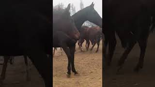 Beautiful wild horses run wild horses wild horses are fighting for territory 680