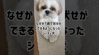 【不思議】7歳のシーズー犬と1歳の子供が一緒に暮らすとこんなことが起こりますwww #shorts