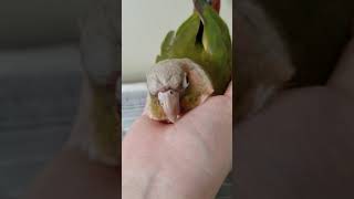 握って！と催促するウロコインコの隊長