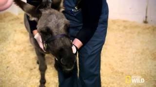 Examining a Donkey's Mouth | Vet School - Animals Official